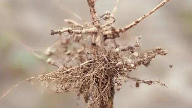 Protealis zal de subsidie inzetten voor de hoog innovatieve sojazaadcoating MagNfix.