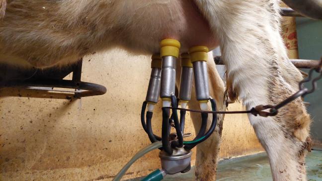 De melkproductie van de EU28 was over oktober maar liefst 5,73% hoger dan vorig jaar.