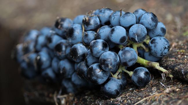 De situatie voor Duitse wijnmakers is ‘dramatisch’.