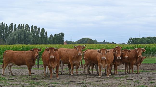 In 2025 verbeterde de situatie van  de vleesveehouders in Vlaanderen,  maar de sector waarschuwt voor nog  meer ‘stoppende’ bedrijven.