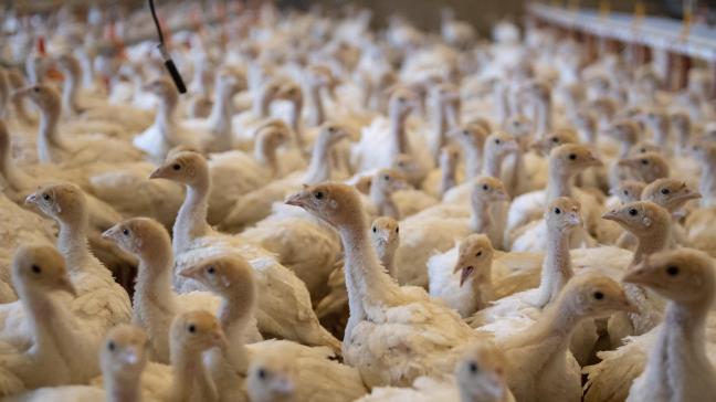 In Wingene is op een professioneel pluimveebedrijf vogelgriep vastgesteld.