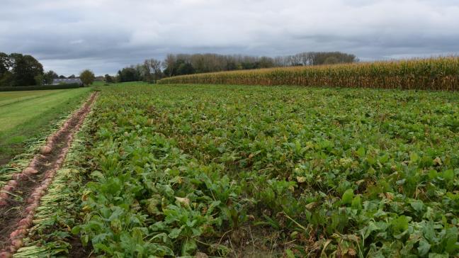 Er is 1 nieuw voederbietras toegelaten tot de Belgische rassenlijst.