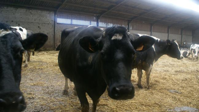 De Belgische melkprijs van het Nederlandse Vreugdenhil Dairy Foods werd voor januari vastgelegd op 38,20 euro per 100 l melk.
