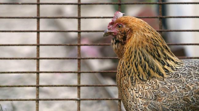 De vogelgriep in België wint aan kracht.