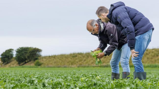 Het Nederlandse veredelingsbedrijf Rijk Zwaan is een van de kandidaten voor de Horti Innovatie Award met zijn slaluisresistentie.