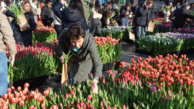 Elke Antwerpenaar kon een gratis boeketje met 15 tulpen plukken.