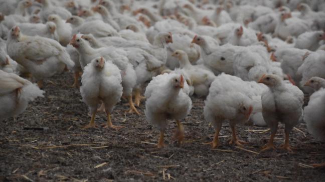 De vogelgriep heeft de afgelopen weken opnieuw aan intensiteit gewonnen.