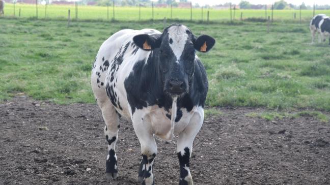 De prijzen voor BWB-runderen veranderen deze week niet.