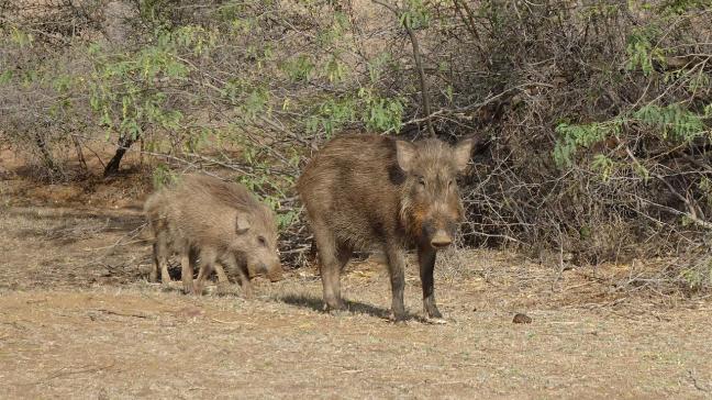 In Spanje zijn al 60 wilde everzwijnen aangetroffen die besmet waren met de Afrikaanse varkenspest.