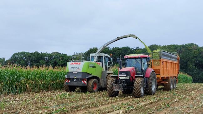 In 2025 konden de kolven wel eens rijp zijn, maar het gewas was nog groen bij het hakselen.