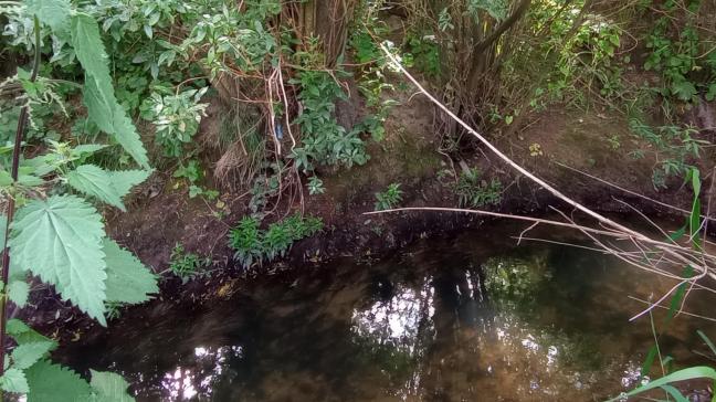De Kleine Kemmelbeek en Bollaertbeek (hier op de foto) behoren intussen tot de properste waterlopen van het IJzerbekken.