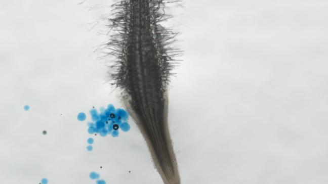 Wortel geïnfecteerd met het wortelknobbelaaltje Meloidogyne incognita.