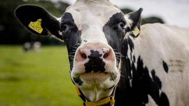 Bij een koe op een melkveebedrijf in de Nederlandse provincie Friesland zijn antistoffen van het vogelgriepvirus aangetroffen.
