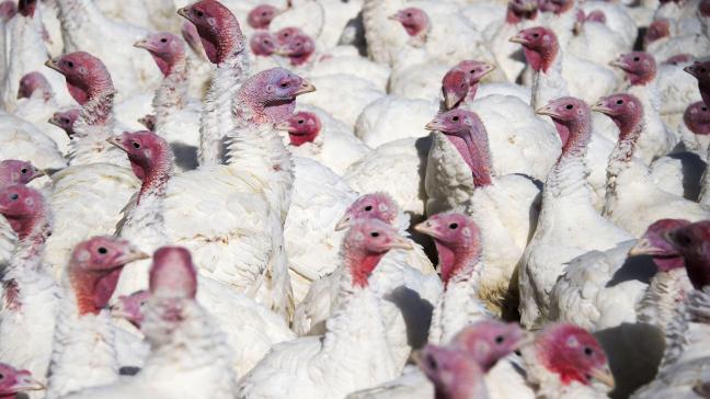 Sinds oktober geldt een afschermplicht voor pluimveehouders.