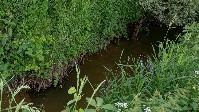 Ultrakorteketen PFAS komen vaak voor op de onderzochte locaties in Vlaanderen.