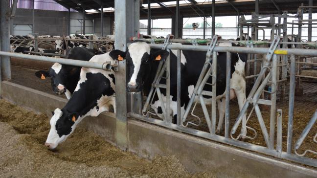 De milieuorganisaties vinden dat het besluit van minister Brouns om 28 maatregelen goed te keuren ter vermindering van de stikstofuitstoot de Vlaamse stikstofdoelen in gevaar brengt.