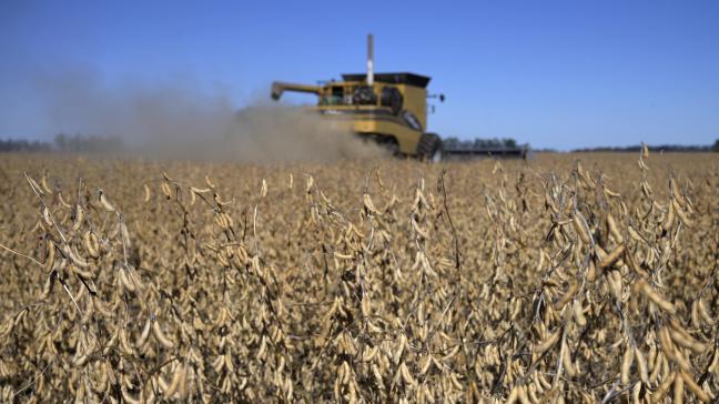 Door soja te gebruiken als grondstof voor biobrandstoffen, leidt de productie ervan indirect tot ontbossing.