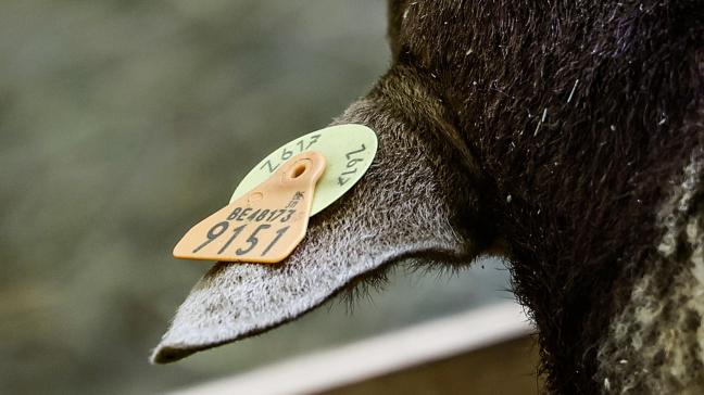 De leverancier van oormerken ondervindt momenteel productieproblemen.