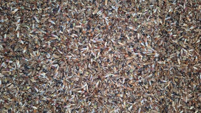 Een mengsel autochtoon zaadmateriaal van diverse wilde bloemen.