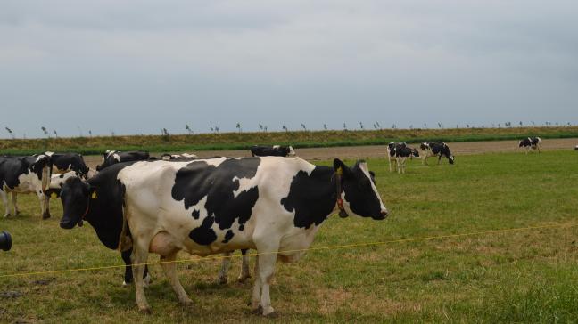 Het Nederlandse kabinet voert vanaf 2029 een norm in voor methaanremmers in veevoer.