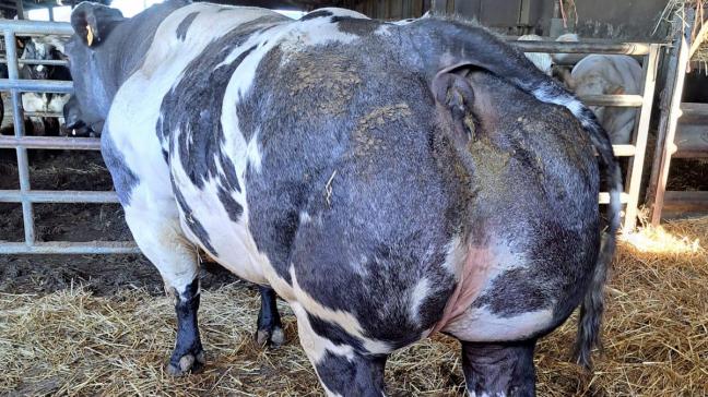Ona van de Kerkenhofstede van de familie Gillis heeft een indrukwekkende stamboom met 3 generaties BBCI-stieren als vaders.