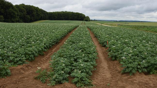 Volgens Guy Depraetere (aardappelspecialist bij ABS) ligt het antwoord op de vraag welke prijzen we voor het nieuwe seizoen mogen verwachten bij de telers.