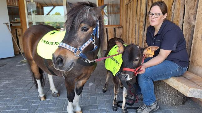 Inmiddels bestaat de mobiele boerderij uit een diverse groep dieren: miniatuurpaarden, minikoetjes, minischaapjes, geiten, konijnen, kippen en eenden.