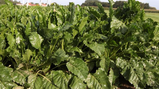 18 nieuwe suikerbietenrassen werden toegelaten op de Belgische rassenlijst.