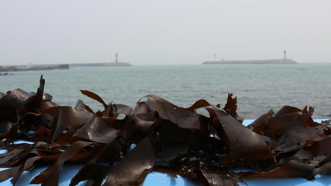 Duitsland en Italië gaan samenwerken om van de algensector een volwaardige sector te maken.