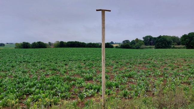 Zitstokken bevorderen de aanwezigheid van roofvolgels die bosmuizen predateren.
