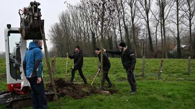 Na het planten van de zwarte elzen worden de stammen nog afgeschermd van het vee.