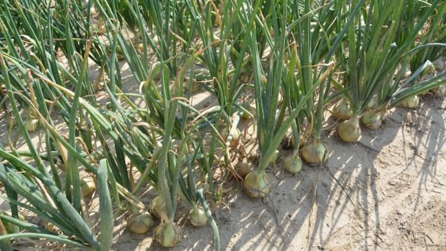 Het uienareaal in België steeg in 2025 nog door tot 7240 ha.