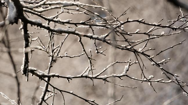 Het gaat beter met de Vlaamse bossen, maar de agrarische natuur staat nog onder druk.