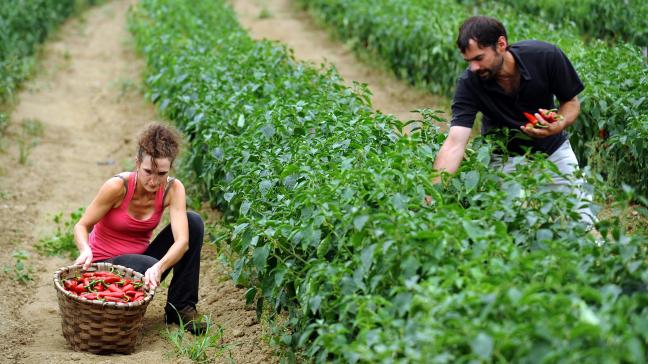 Met bijna 100 miljoen ha stabiliseert het wereldwijde bio-areaal.