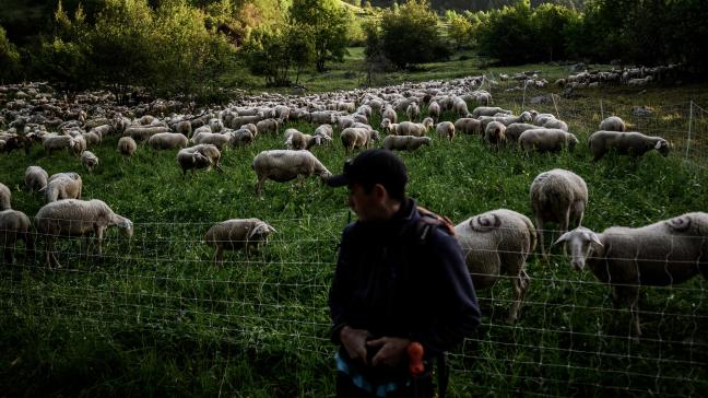 Franse boeren zullen in de nabije toekomst wolven in meer gevallen mogen afschieten om hun vee te beschermen.