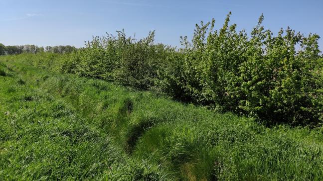 Boeren kunnen bijvoorbeeld een beheerovereenkomst afsluiten voor het onderhoud van hagen en heggen.