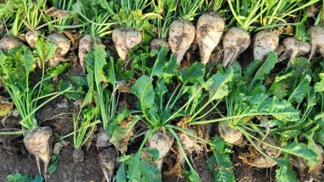 Op velden met een rhizoctoniabesmetting zullen bestaande en nieuwe rhizoctoniatolerante suikerbietenrassen grondig worden geëvalueerd.