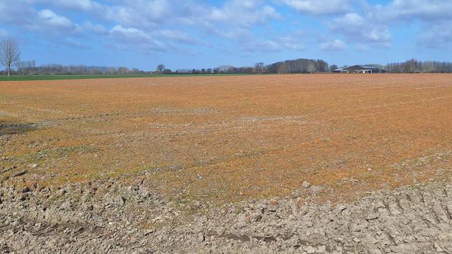 Glyfosaat is een omstreden actieve stof, maar een volwaardig alternatief is momenteel nog niet beschikbaar.