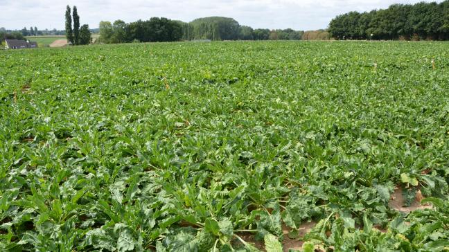 Dien je verzamelaanvraag uiterlijk op 30 april in via het e-loket www.vlaanderen.be/landbouw/e-loket.