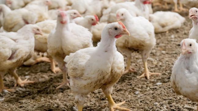 De hoogpathogene vogelgriep zal in de (nabije) toekomst nog steeds een bedreiging vormen voor de pluimveehouderij.