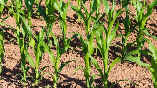 Sogent verdeelt 5 loten onder evenveel verschillende landbouwers.