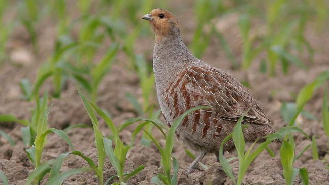 Minister Brouns wil vooral inzetten op het herstellen van het leefgebied van de patrijs.