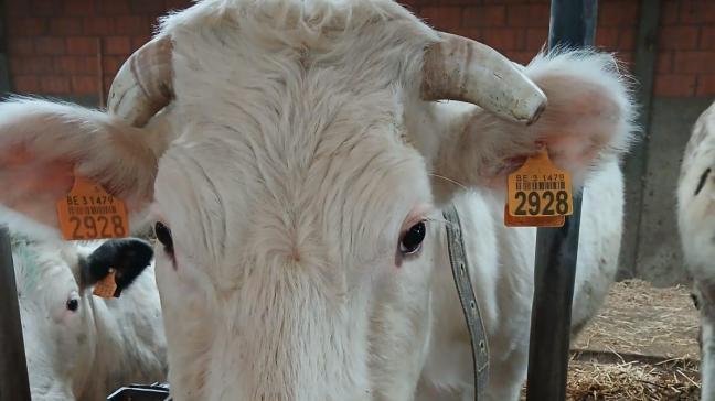 Voor de primo-oormerken geldt momenteel een wachttijd van 9 weken