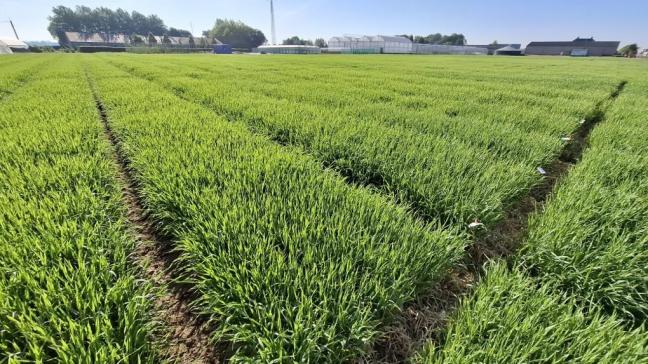 Binnen het Vlaio LA-project  ‘Grow2Brew’ werd het potentieel  van zomerbrouwgerst onderzocht.