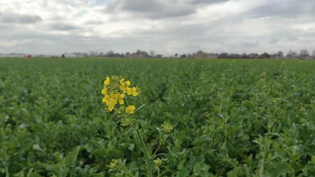 De uitzonderlijk hoge temperaturen hebben de ontwikkeling van het koolzaad een ferme duw in de rug gegeven.