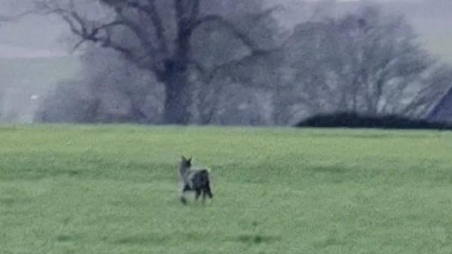 In Brakel kon een wolf gefilmd worden vanuit een auto.