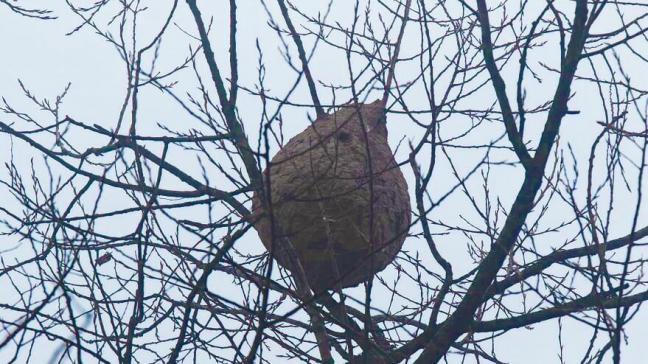 Een project zal inzetten op de implementatie van moderne en betaalbare technologie bij de opsporing van de nesten van Aziatische hoornaars.