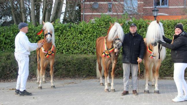 Op de foto zie je van links naar rechts  de Haflinger-hengsten Sterlington,  Apollon en Millenium, die alle 3  bekroond werden.