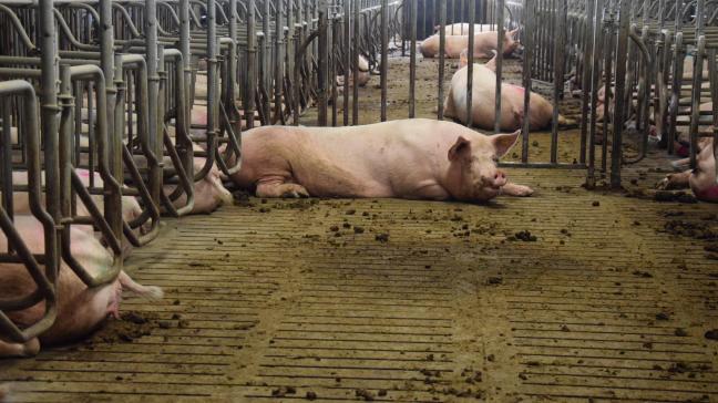 Sinds 1 januari 2013 is groepshuisvesting verplicht voor drachtige zeugen in de EU, vanaf 4 weken na dekking tot een week voor het werpen.