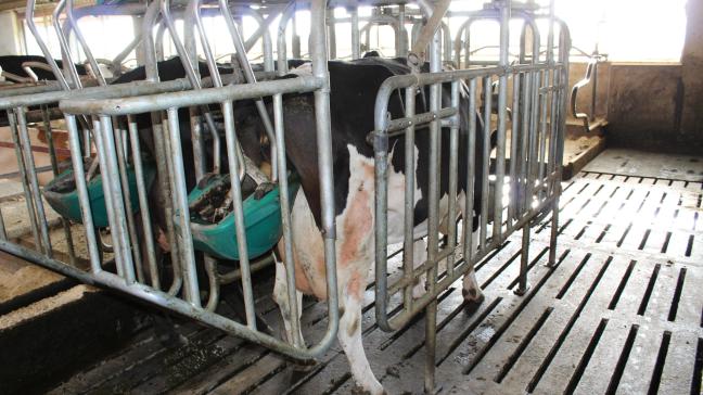 Het WeComV oordeelt dat het koetoilet berust het scheiden van mest en urine, wat voldoende wordt ondersteund door metingen.